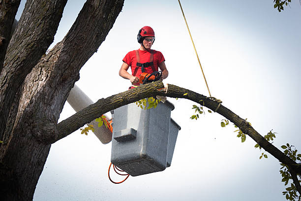 Best Firewood Processing and Delivery  in Crocker, WA