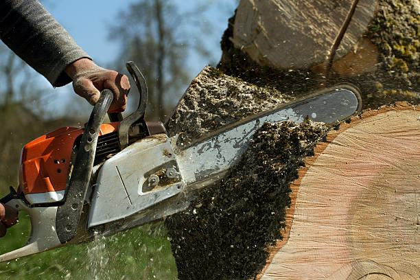 Best Storm Damage Tree Cleanup  in Crocker, WA
